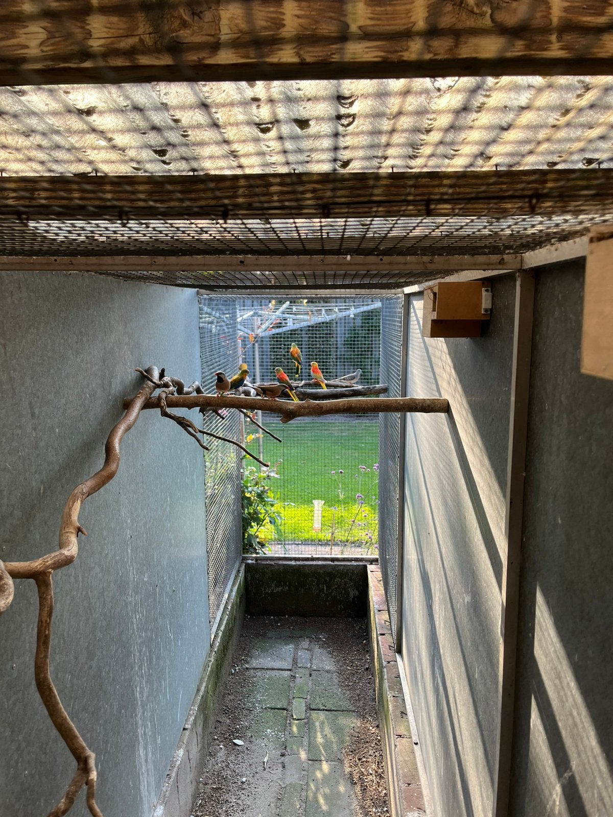 Turquoisine parkieten, Dieren en Toebehoren, Meerdere dieren, Parkiet, Geringd