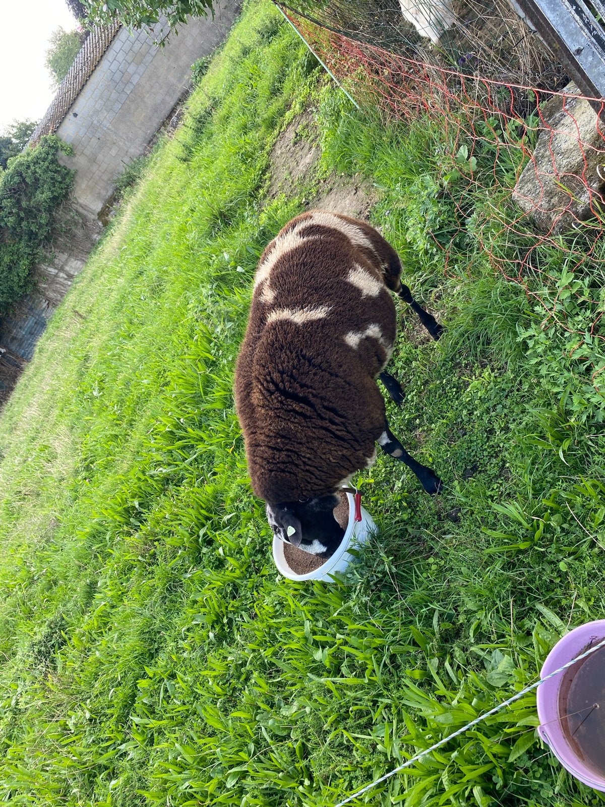 Luxe bonte ram te koop, Dieren en Toebehoren, Mannelijk, Schaap, 0 tot 2 jaar