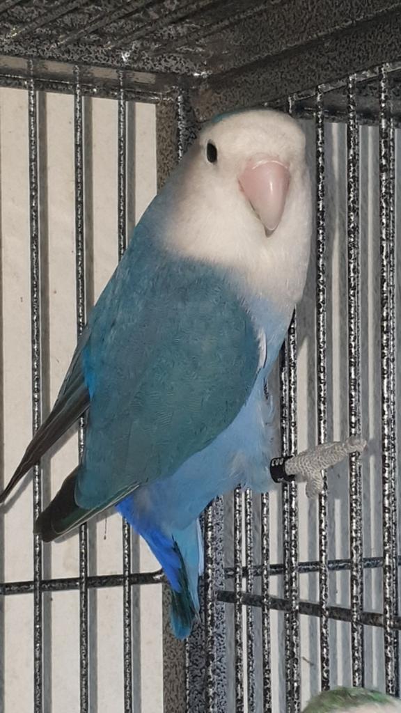 Agapornis roseicollis dame. 2025, Dieren en Toebehoren, Vogels | Parkieten en Papegaaien, Vrouwelijk, Dwergpapegaai of Agapornis