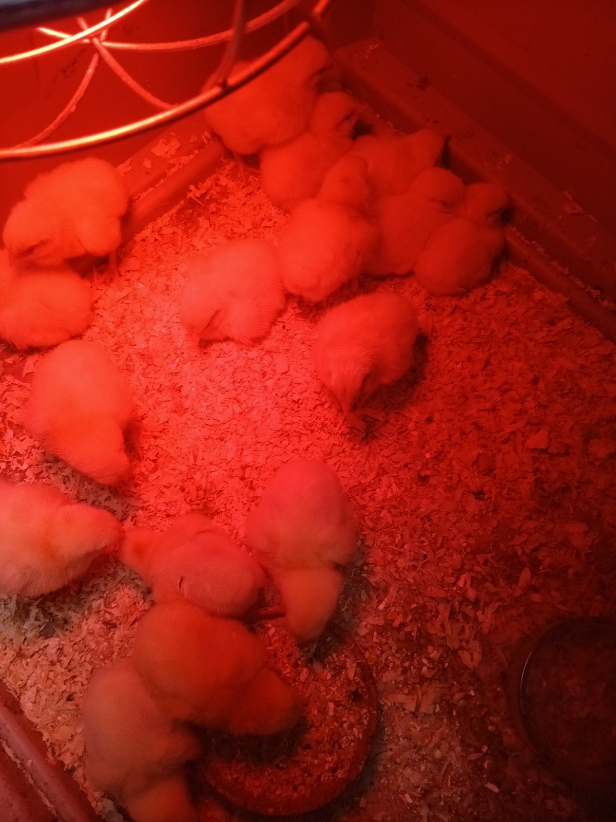 Kuikens slachthanen, Meerdere dieren, Kip