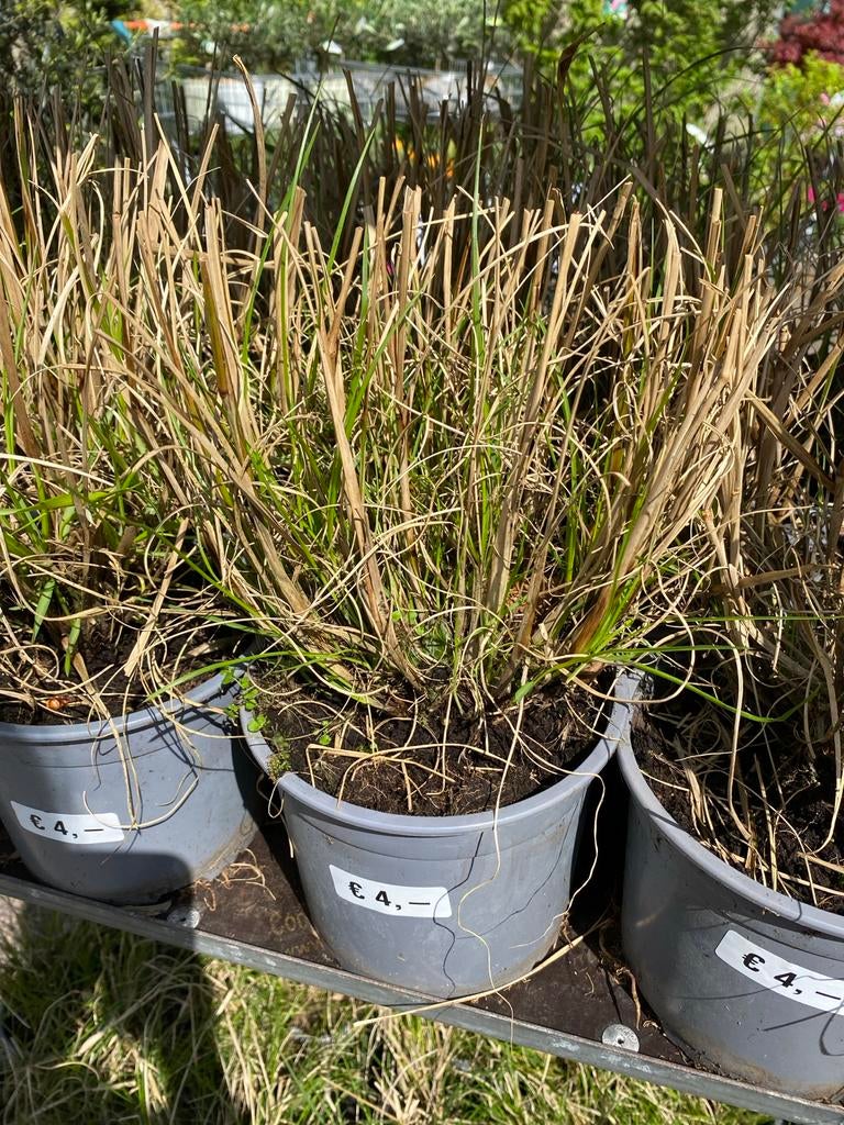 Hameln Lampenpoetsersgras - Siergras voor Tuin en Terras, Tuin en Terras, Ophalen, Volle zon, Vaste plant, Siergrassen