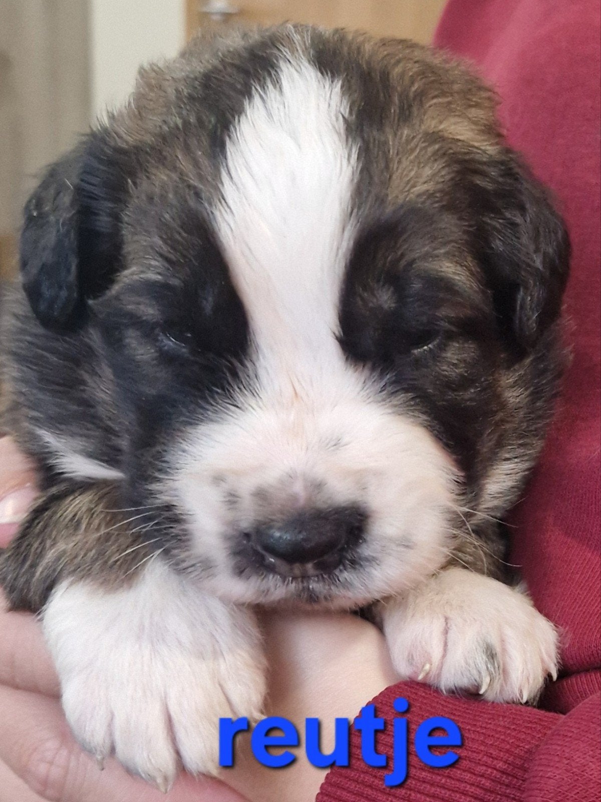 pups papa sint bernard mama berner wij zijn van belgie, België, Particulier, Parvo, Meerdere