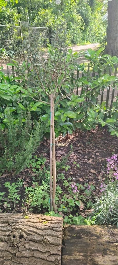 GRATIS!! Olijfboom - 130cm, 100 tot 250 cm, Olijfboom, Zomer, Ophalen