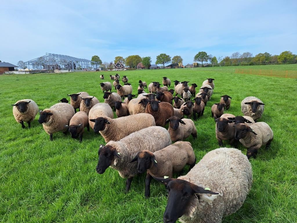 Suffolk rammen te koop. Januari/februari, Mannelijk, Schaap