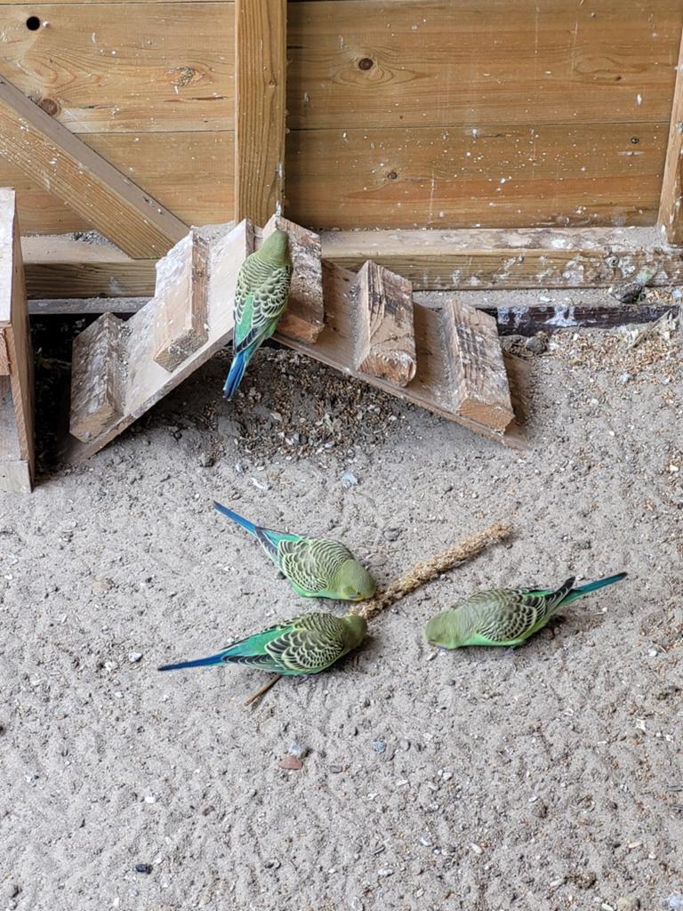 4 jonge grasparkieten., Geslacht onbekend, Geringd