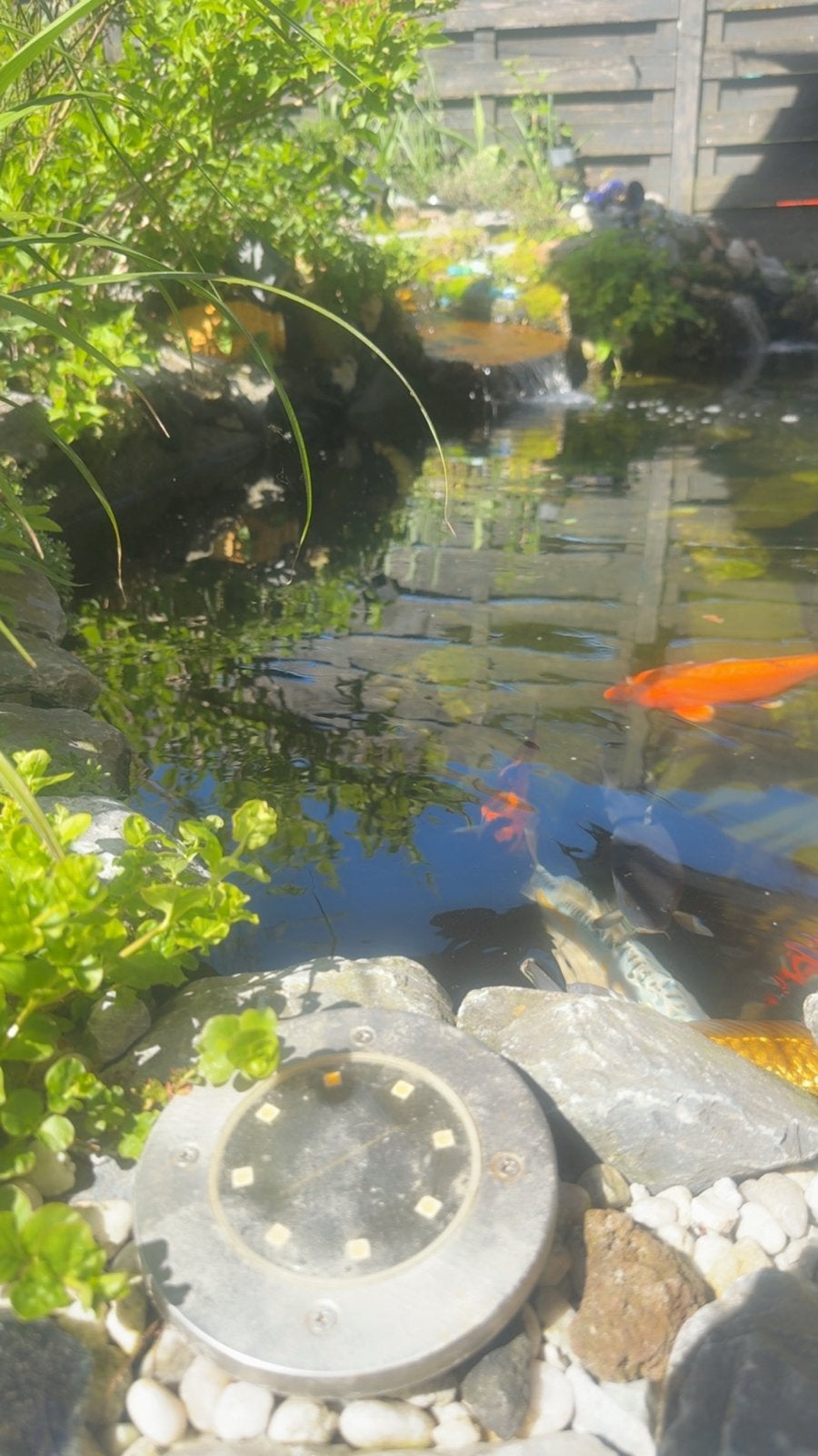 vijver met waterval en Koi karpers, Tuin en Terras, Vijvers, Ophalen of Verzenden, Gebruikt