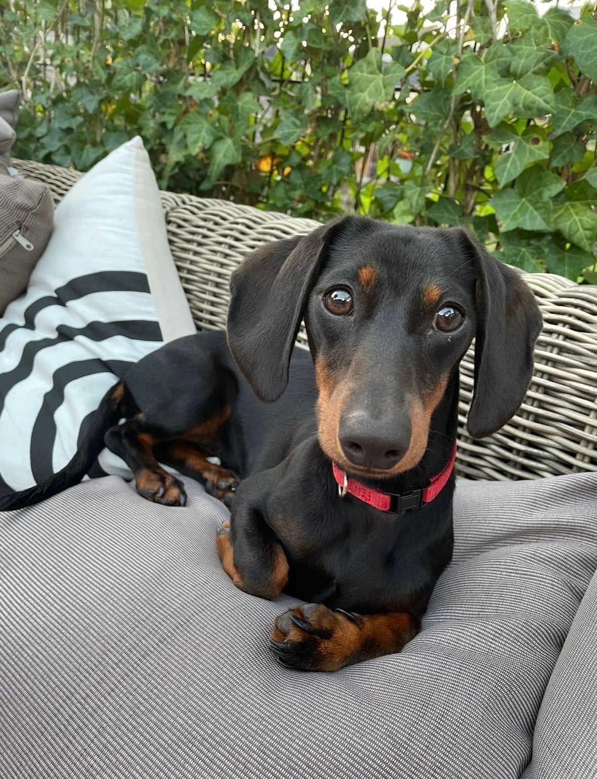 Mini Dwerg teckel (teefje) black & Tan, Dieren en Toebehoren, Honden | Teckels en Dashonden, CDV (hondenziekte), Korthaar, Teef