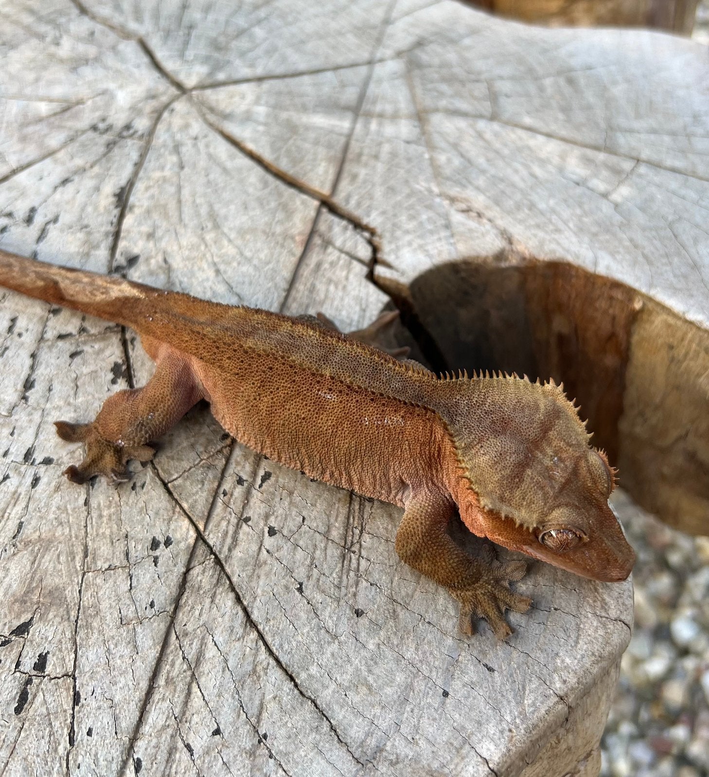 Wimpergekko rode man Crested Gecko - male for sale from FirstlineGeckos