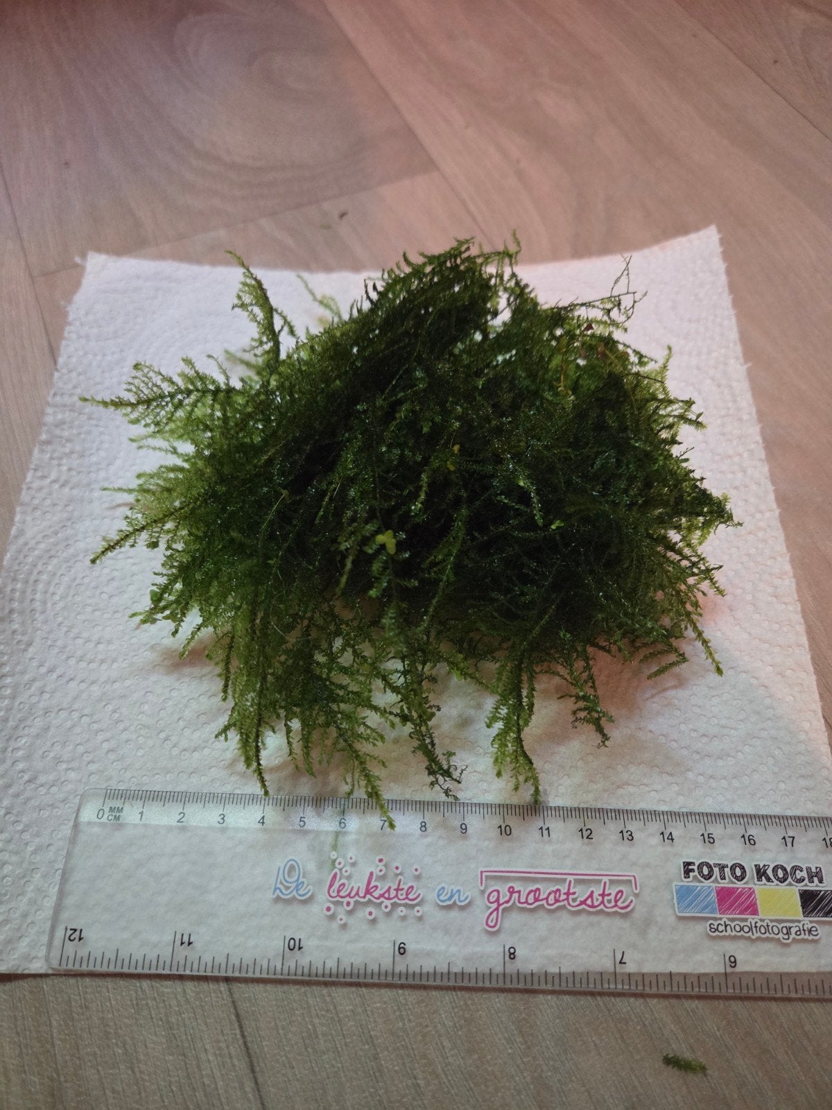 aquarium mos, Ophalen of Verzenden, Nieuw, Plant(en), Steen of Hout