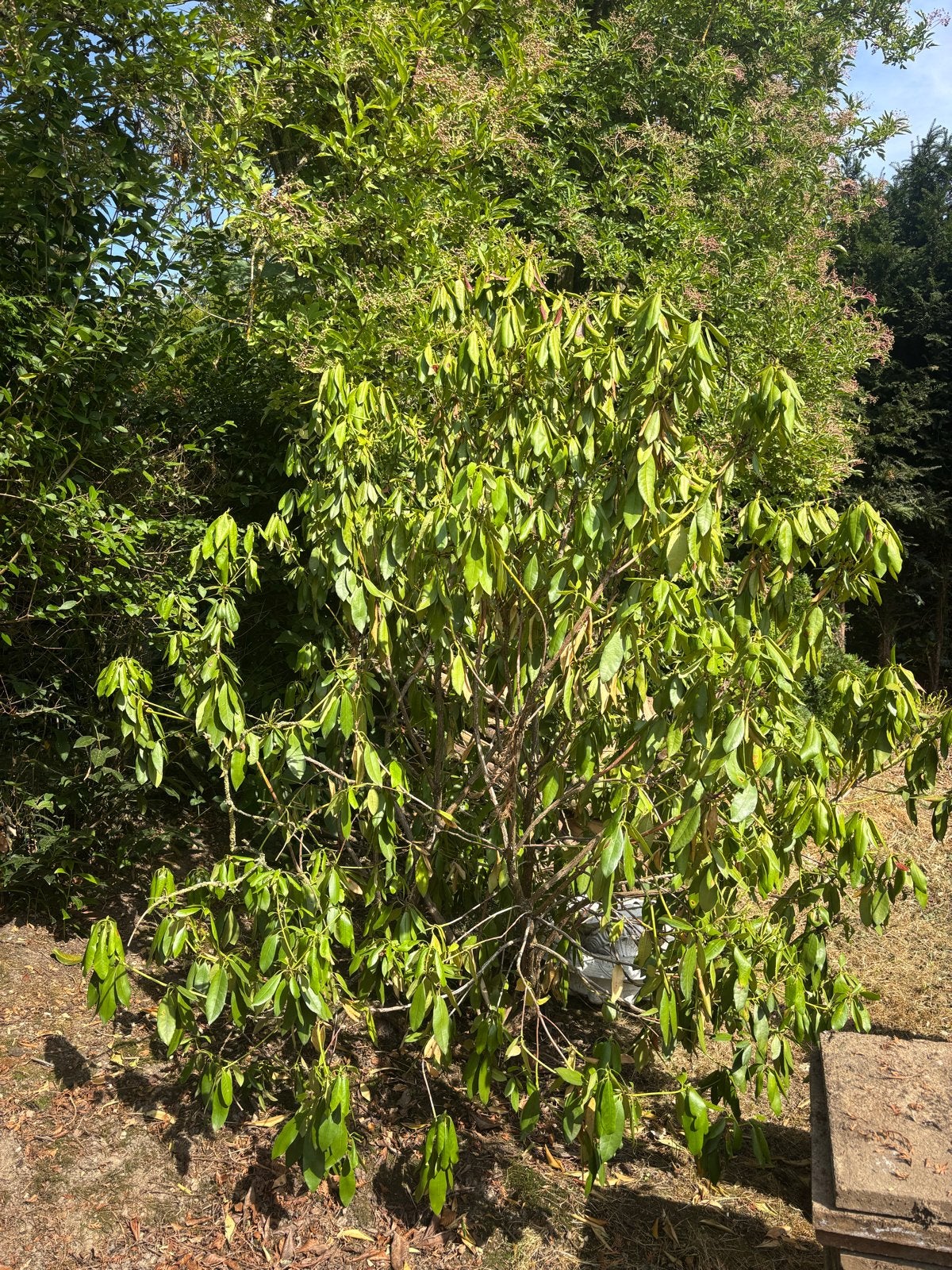 Grote Rhododendron plant gratis af te halen, Vaste plant, Halfschaduw, Lente, Ophalen