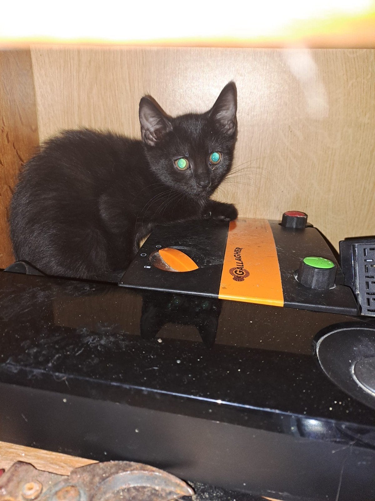 een goed huisje gezocht, Poes