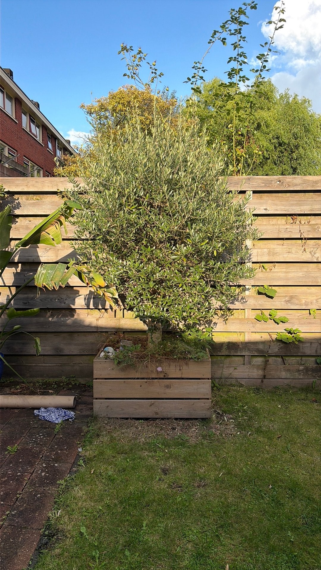 Grote olijfboom, Tuin en Terras, Bloeit niet, 100 tot 250 cm, Olijfboom, Ophalen