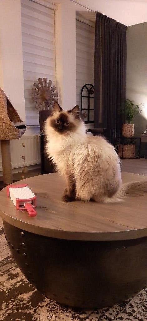 ragdoll kitten, Geslacht onbekend, Ontwormd, 0 tot 2 jaar
