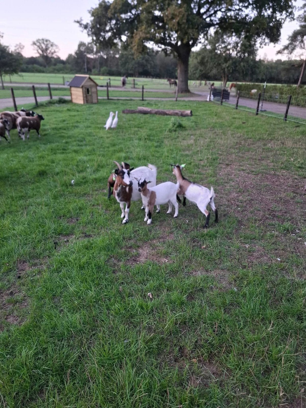 3 leuke dwerg geitjes, Vrouwelijk, Geit, 0 tot 2 jaar