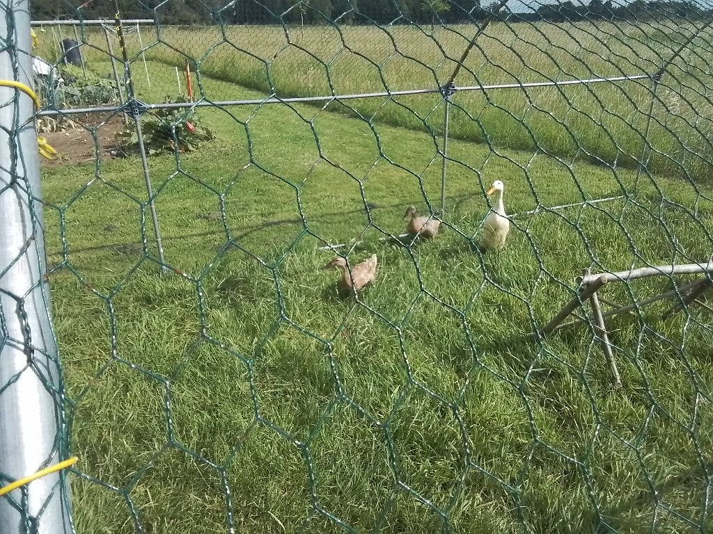 Drie Loopeenden tekoop, Meerdere dieren, Eend