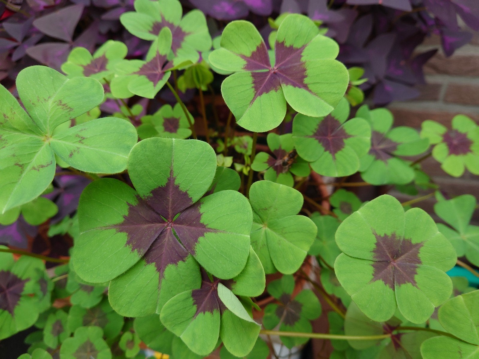 Oxalis Deppei Iron Cross, Ophalen of Verzenden, Volle zon