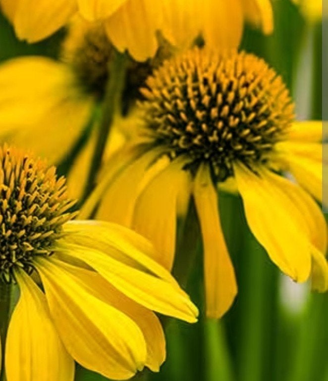 Echinacea Lakota Yellow - Zonnehoed (2 liter pot), Ophalen of Verzenden, Vaste plant, Overige soorten, Volle zon