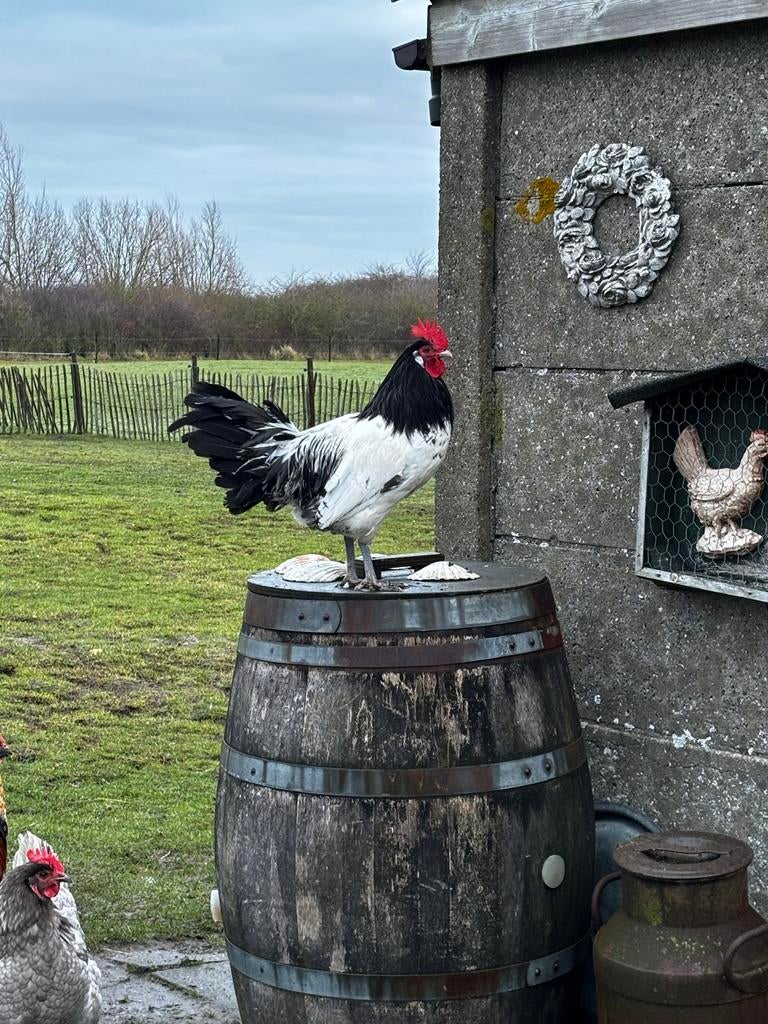 Lakenvelder haan, Dieren en Toebehoren, Pluimvee, Mannelijk, Kip