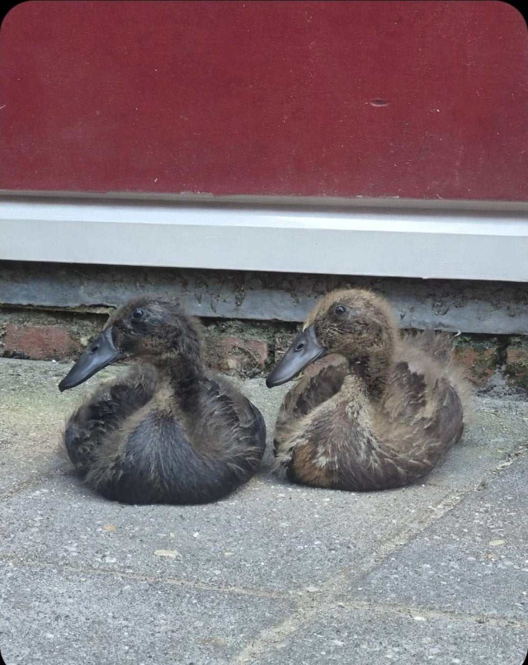 €5,00 Indische loopeend, Geslacht onbekend, Eend