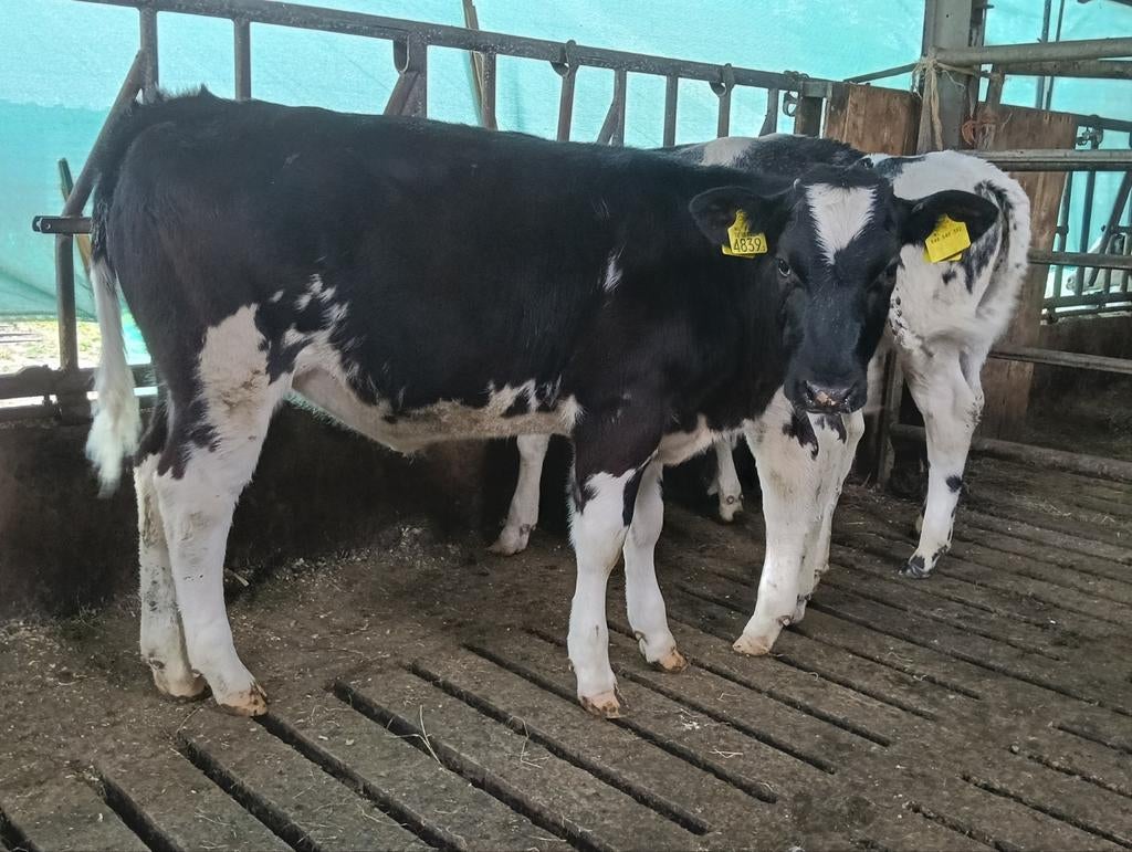 Blauwe vaarskalveren, Dieren en Toebehoren, Mannelijk