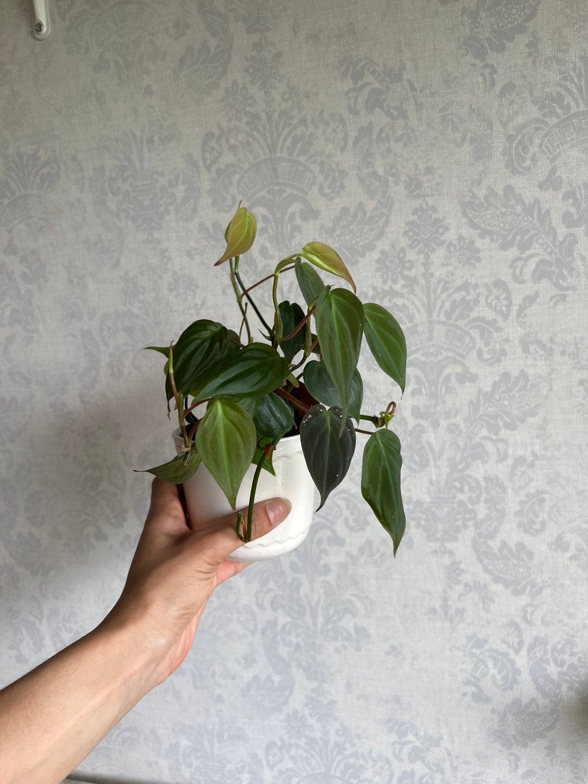 Kamerplant: Philodendron Micans - Ophalen in Zeist, Ophalen, Overige soorten, Halfschaduw, In pot