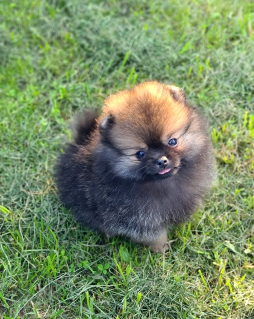 Pomeriaan pup teefje Orange Sable – Bear type, Keeshond, 8 tot 15 weken, Buitenland, Teef