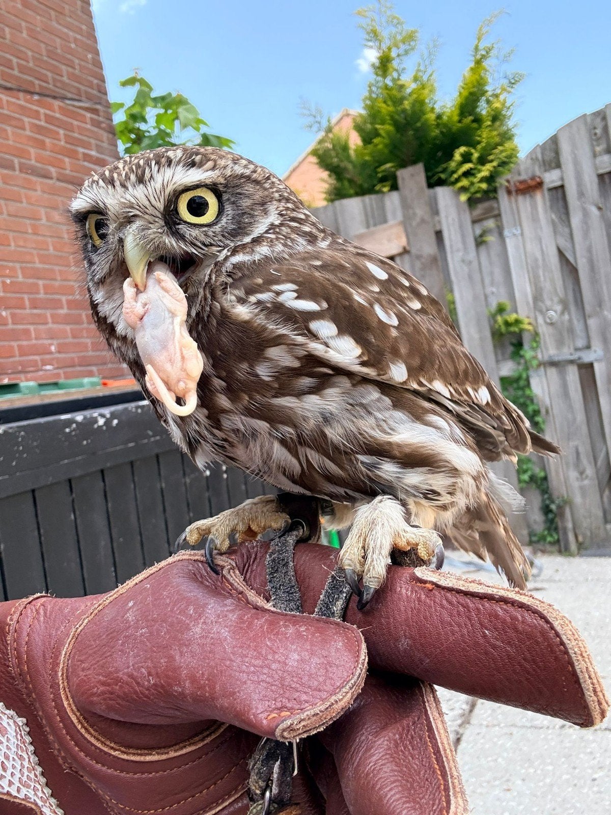 Steenuil Wijfje (Athene noctua), Dieren en Toebehoren, Vrouwelijk, Roofvogel, Geringd