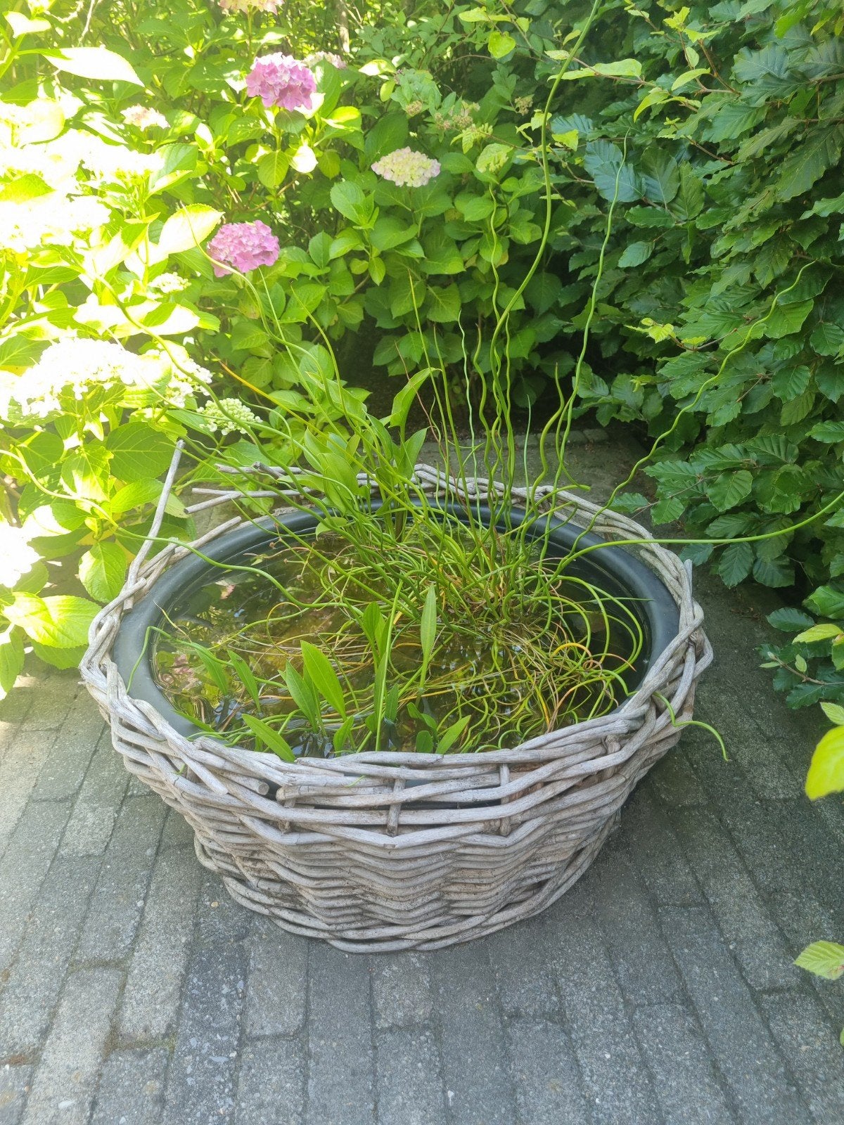 Minivijver met waterplanten - wegens emigratie, Ophalen, Gebruikt