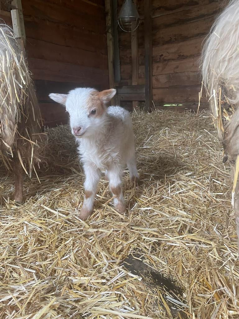 Skudde rammetje, Mannelijk, Schaap