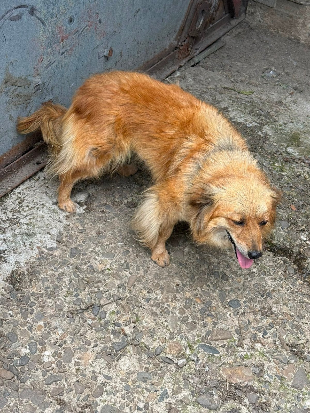 Teefje puppy adoptiehond herplaatser, Dieren en Toebehoren, Particulier, 15 weken tot 1 jaar, Overige rassen, Buitenland