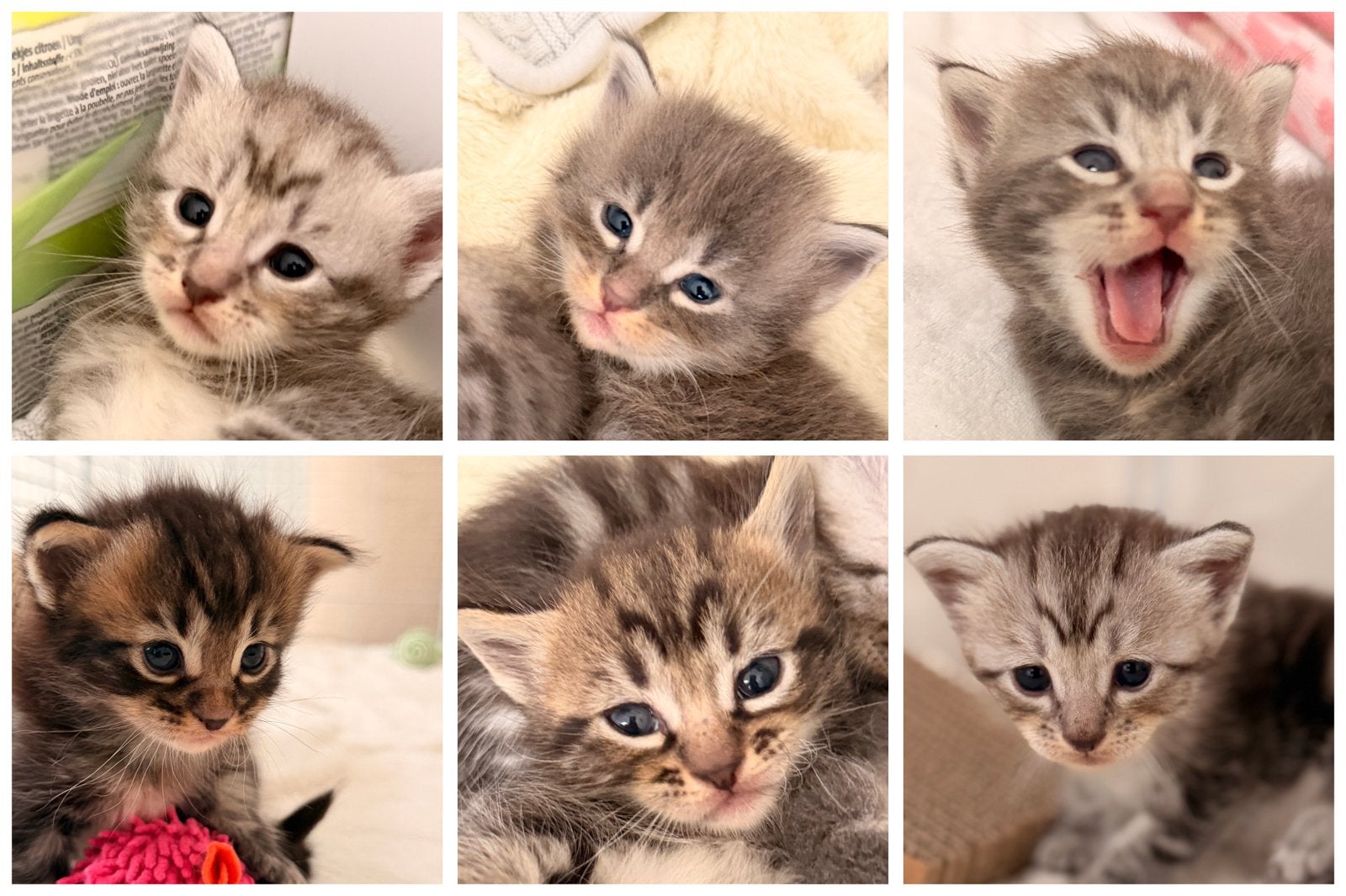 Kittens (ras-ouders) zoeken liefdevol huisje ️, Dieren en Toebehoren, Poes, 0 tot 2 jaar