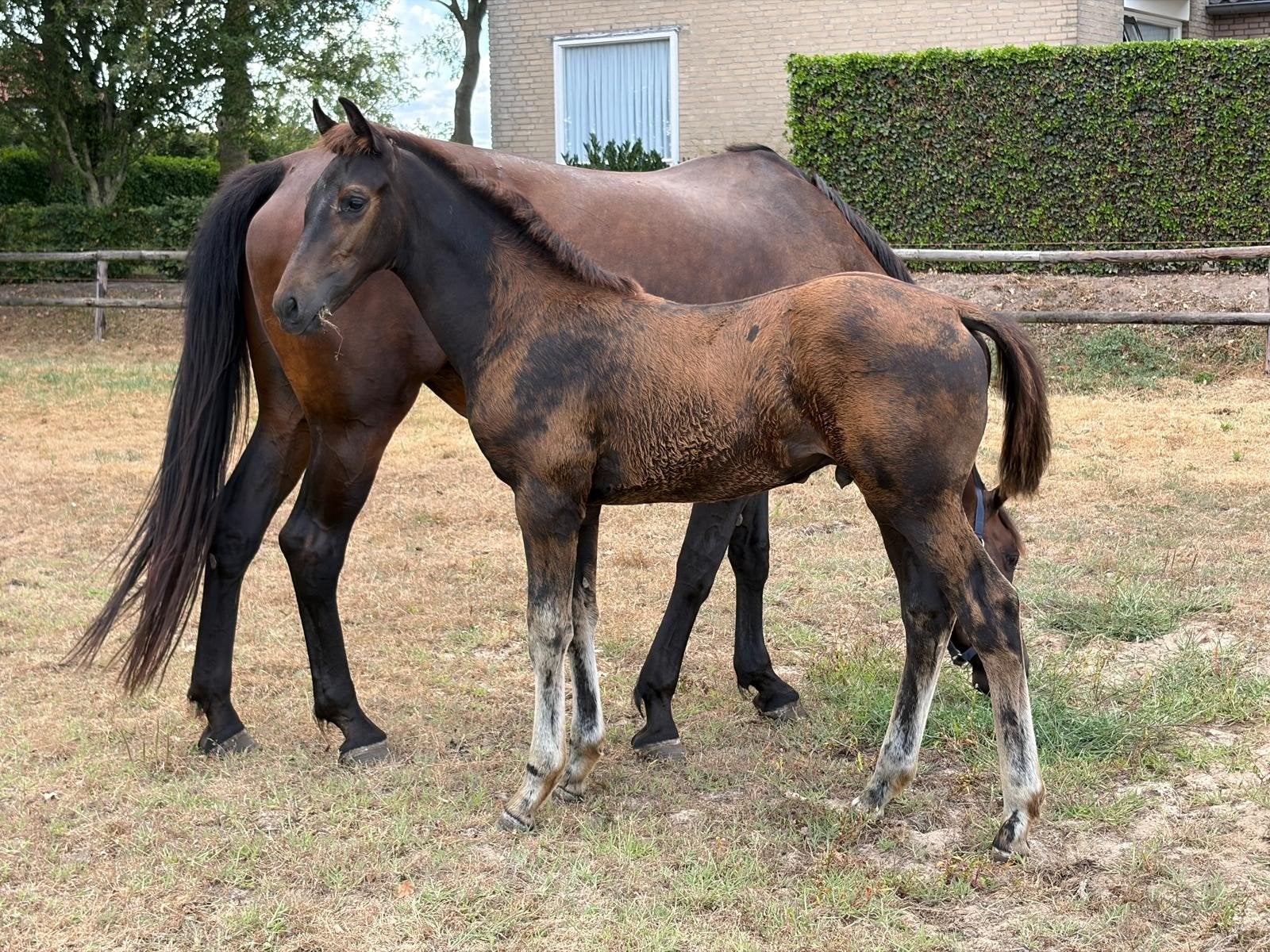 hengstveulen, Hengst, Dressuurpaard, 0 tot 2 jaar