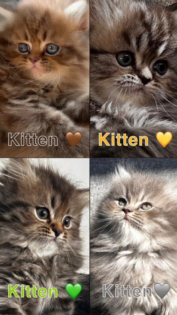 Vier pluizenbolletjes zoeken hun gouden mandje, Dieren en Toebehoren, Katten en Kittens | Raskatten | Langhaar, Kater, Ingeënt