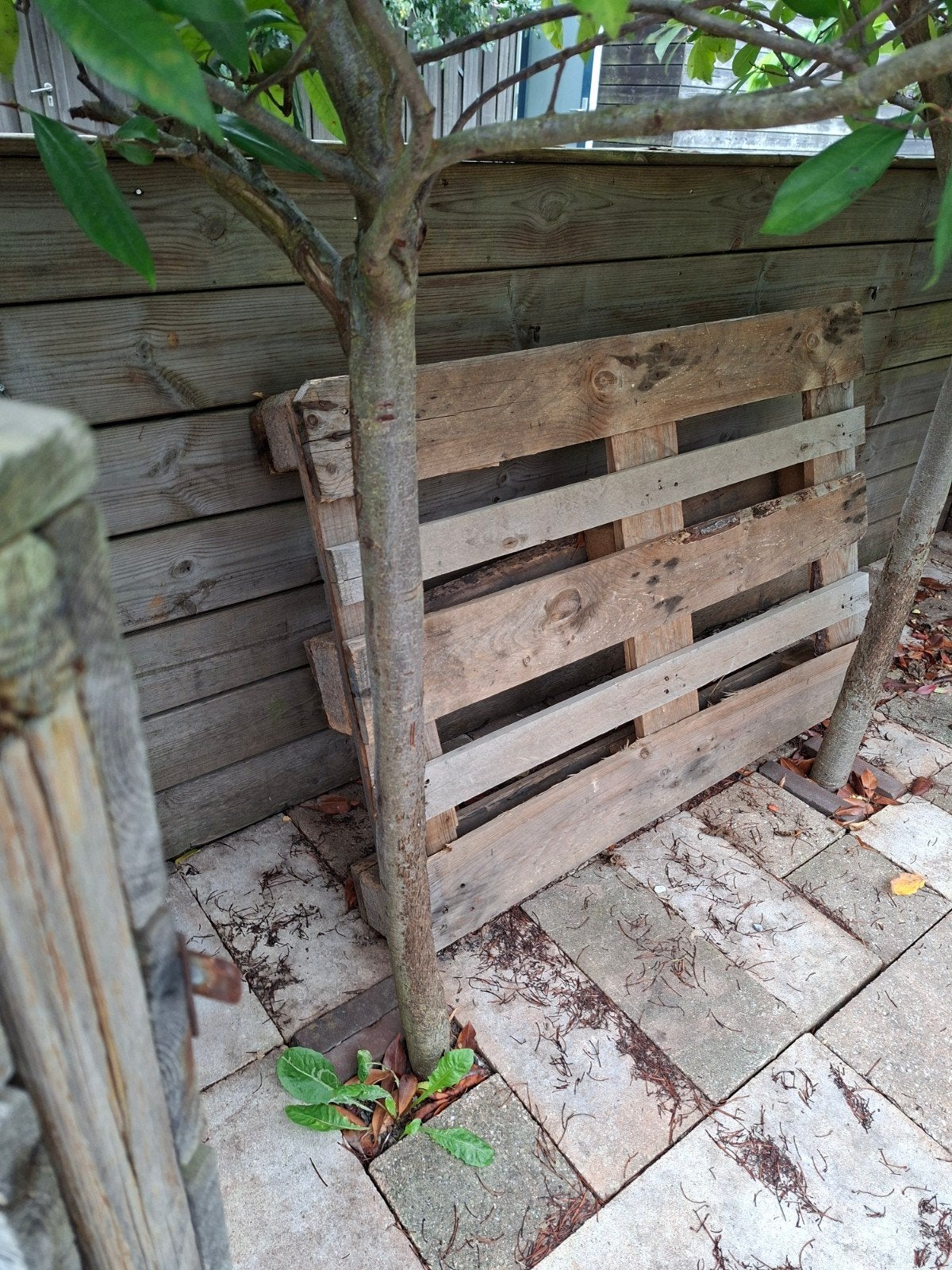 pallet gratis ophalen 1 stuks, Ophalen, 50 mm of meer, Minder dan 200 cm, Vuren