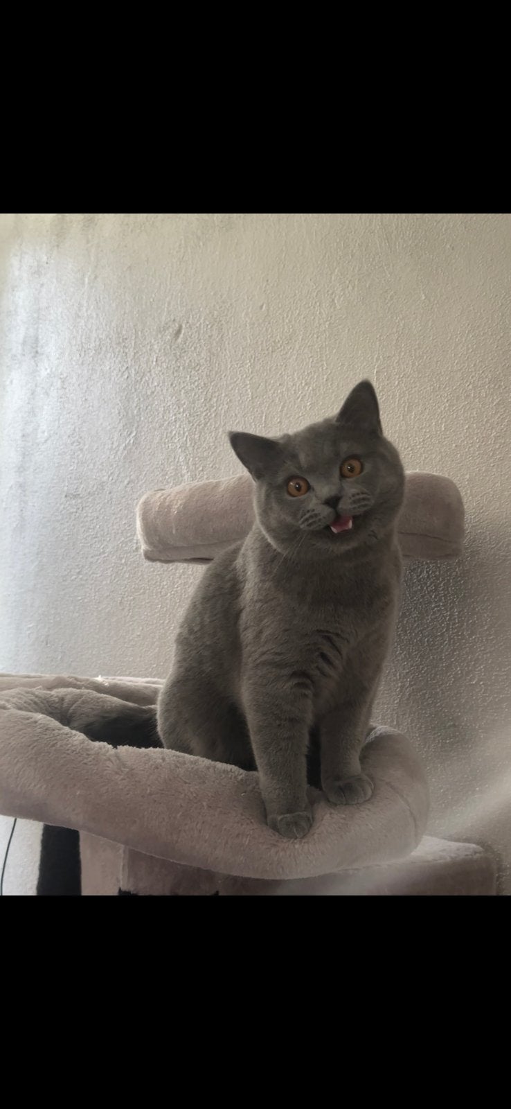 Lieve speelse kitten zoekt een nieuw thuis ️bieden vanaf 500