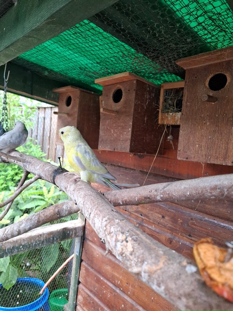 roodrug, Meerdere dieren, Parkiet