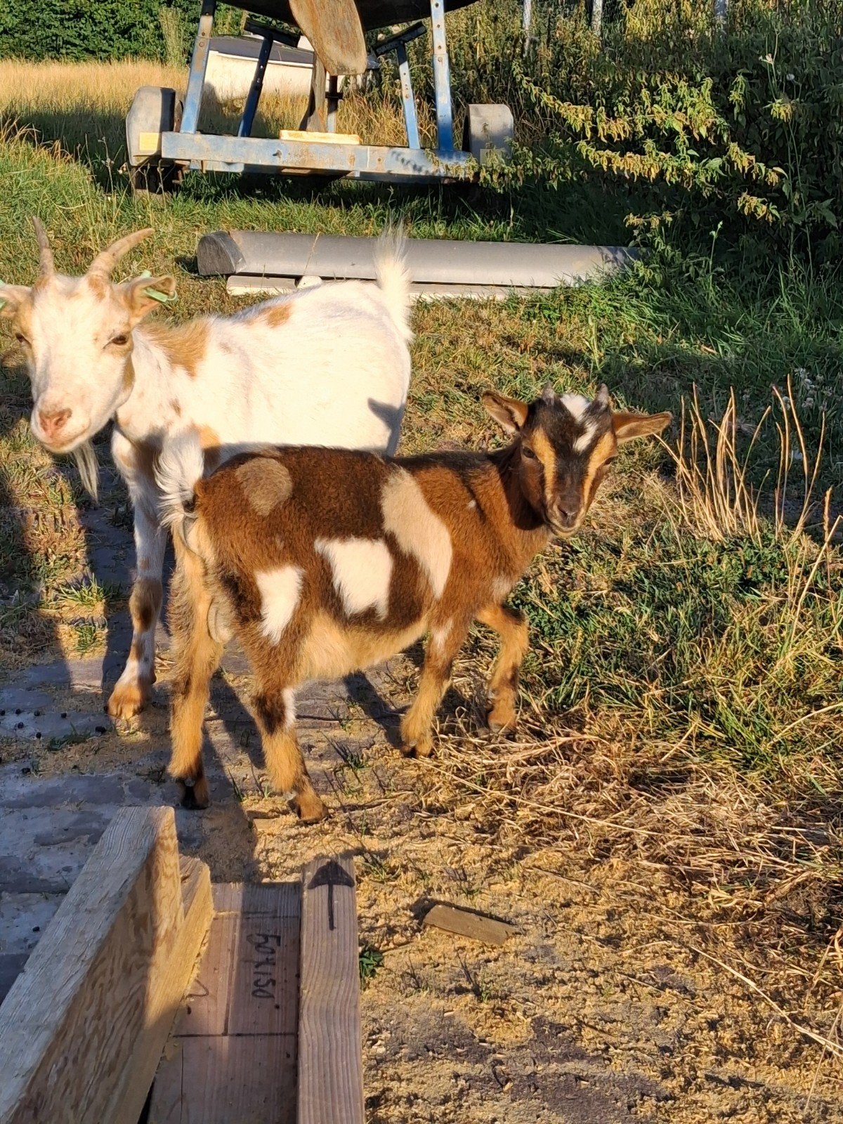 maanvlek bokje 2026, Dieren en Toebehoren, Schapen, Geiten en Varkens, Mannelijk, Geit, 0 tot 2 jaar