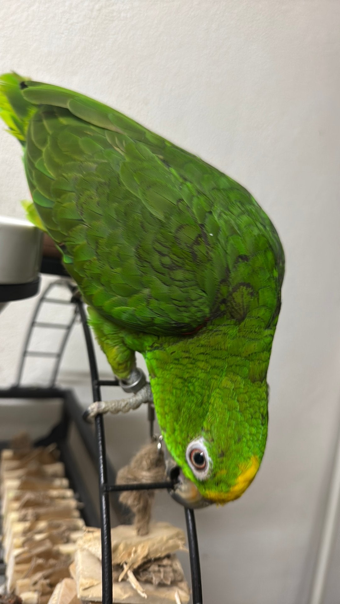 Papegaai Amazone, Dieren en Toebehoren, Vogels | Parkieten en Papegaaien, Geslacht onbekend, Papegaai, Pratend