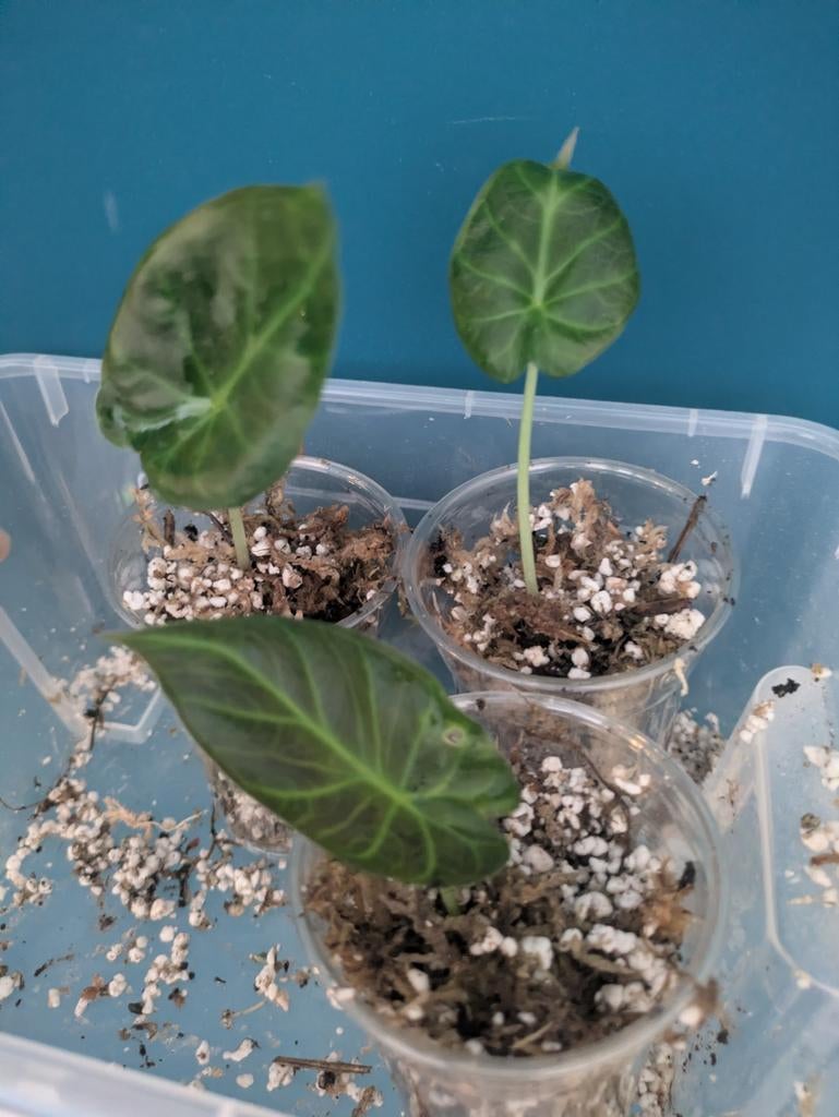 Alocasia Regal Shields baby plantjes, Ophalen of Verzenden, Halfschaduw, Minder dan 100 cm