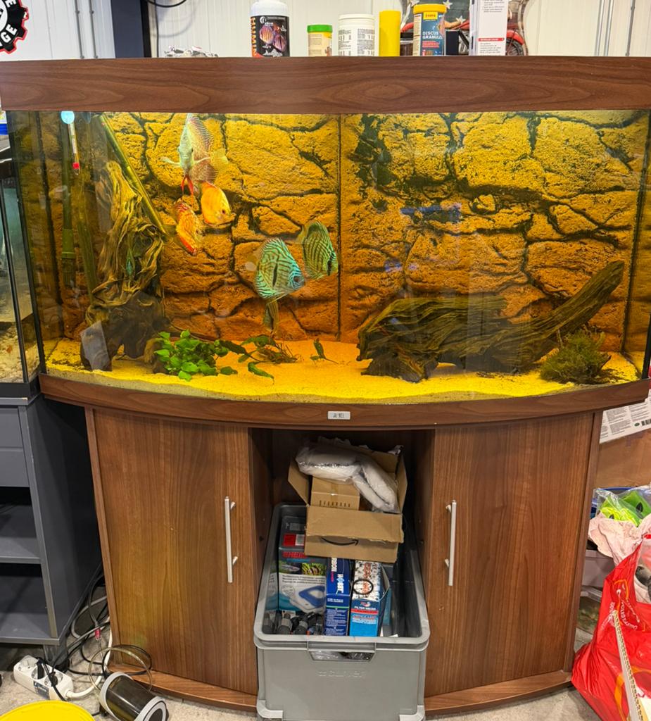 Discusvissen met (of zonder) aquarium, Dieren en Toebehoren, Vissen | Aquaria en Toebehoren, Ophalen of Verzenden, Gebruikt, Gevuld zoetwateraquarium