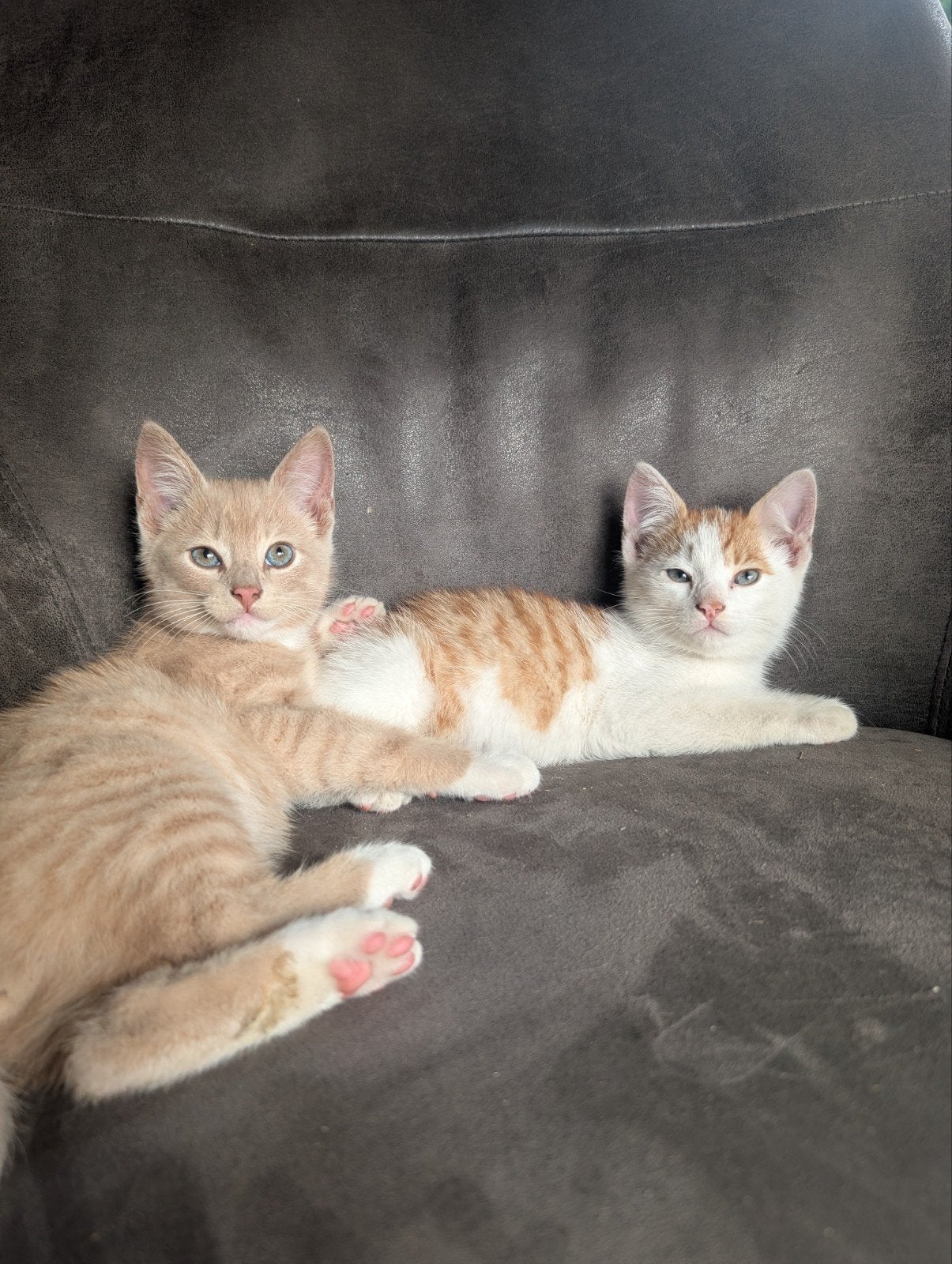 Lieve kittens, Meerdere dieren