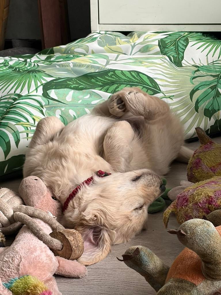 Mooie lieve golden retriever pup, Dieren en Toebehoren, Honden | Retrievers, Spaniëls en Waterhonden, Golden retriever, Reu, 8 tot 15 weken