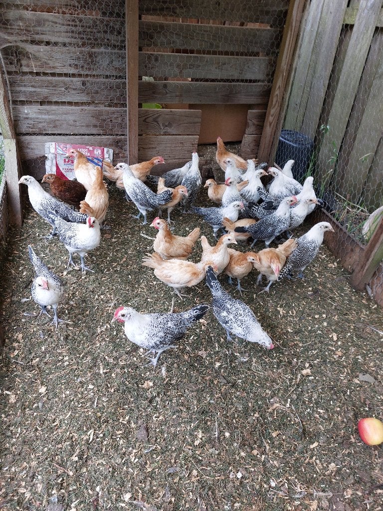 friesekippen, Dieren en Toebehoren, Pluimvee, Meerdere dieren, Kip