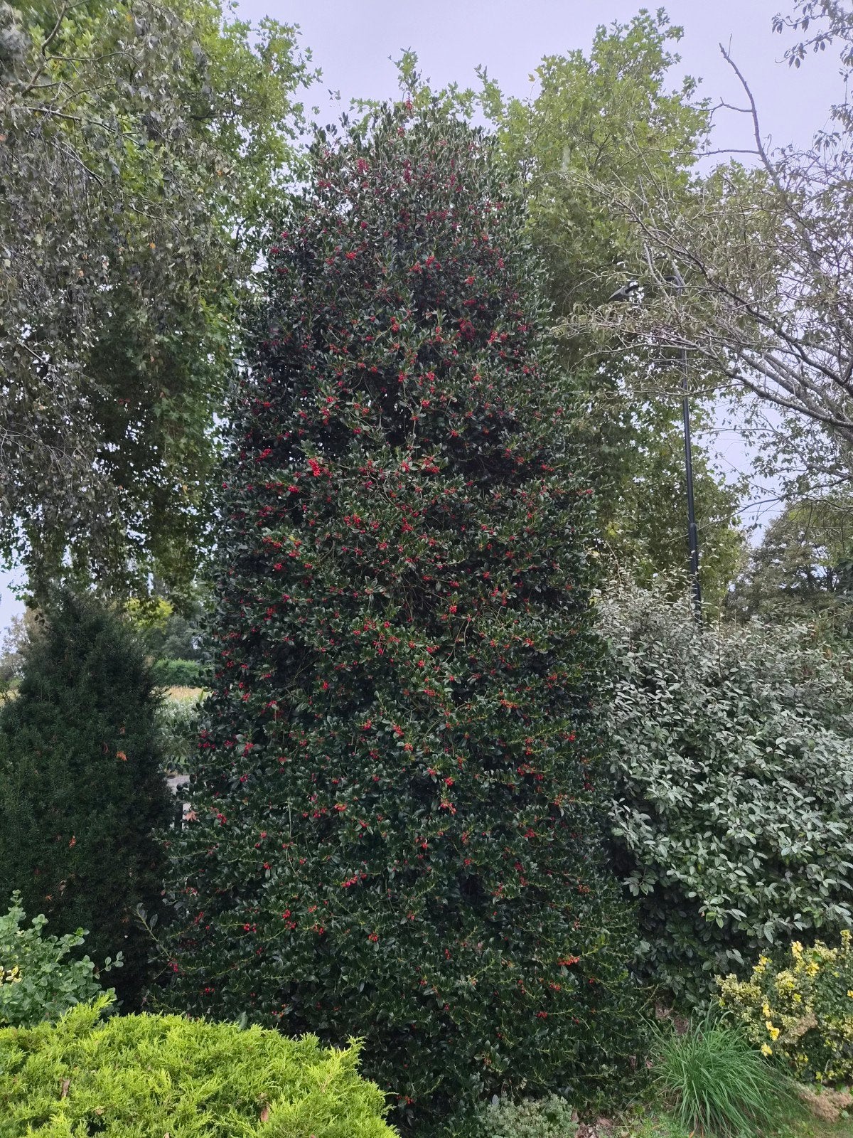 Grote Hulst (Ilex aquifolium) met rode bessen, Ophalen, Hulst, Struik, 250 cm of meer