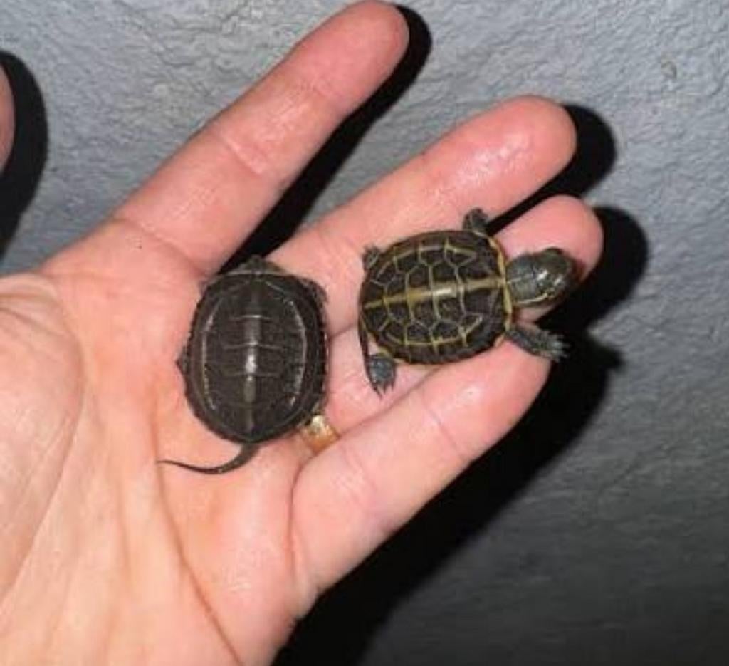 Driekiel Waterschildpad babys Turtle - unknown for sale from rodents