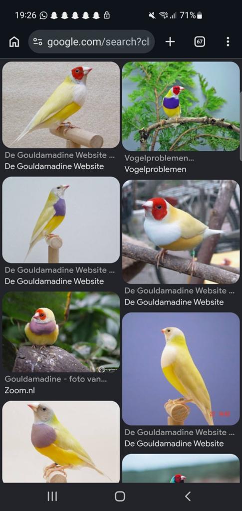 Gele gouldamadines gezocht!!!... overname of ruil., Dieren en Toebehoren, Vogels | Overige Vogels, Mannelijk, Tropenvogel, Geringd