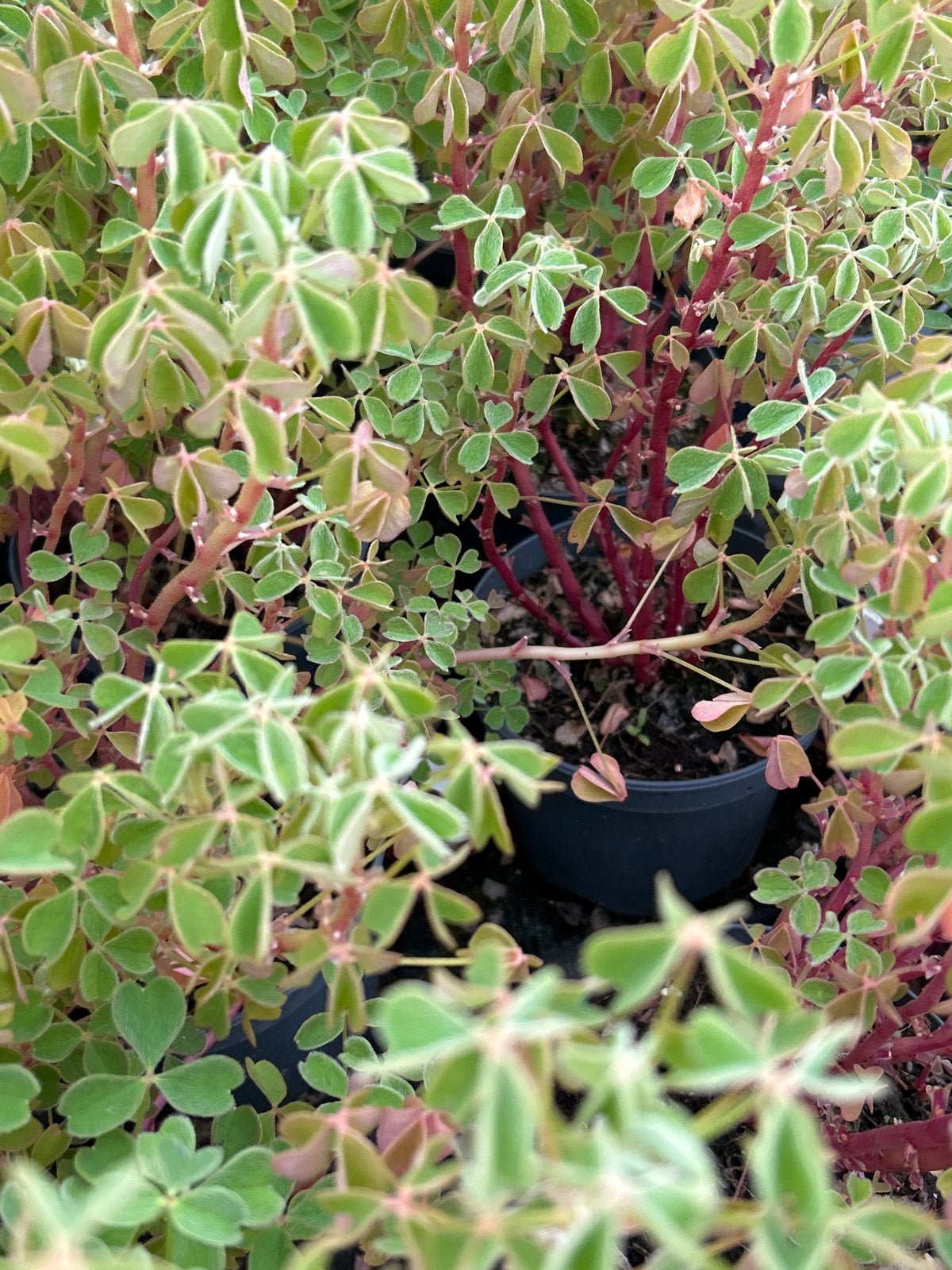 Oxalis tuberosa 'Giggles' in 2 liter pot, Overige soorten, Vaste plant, Ophalen of Verzenden, Halfschaduw