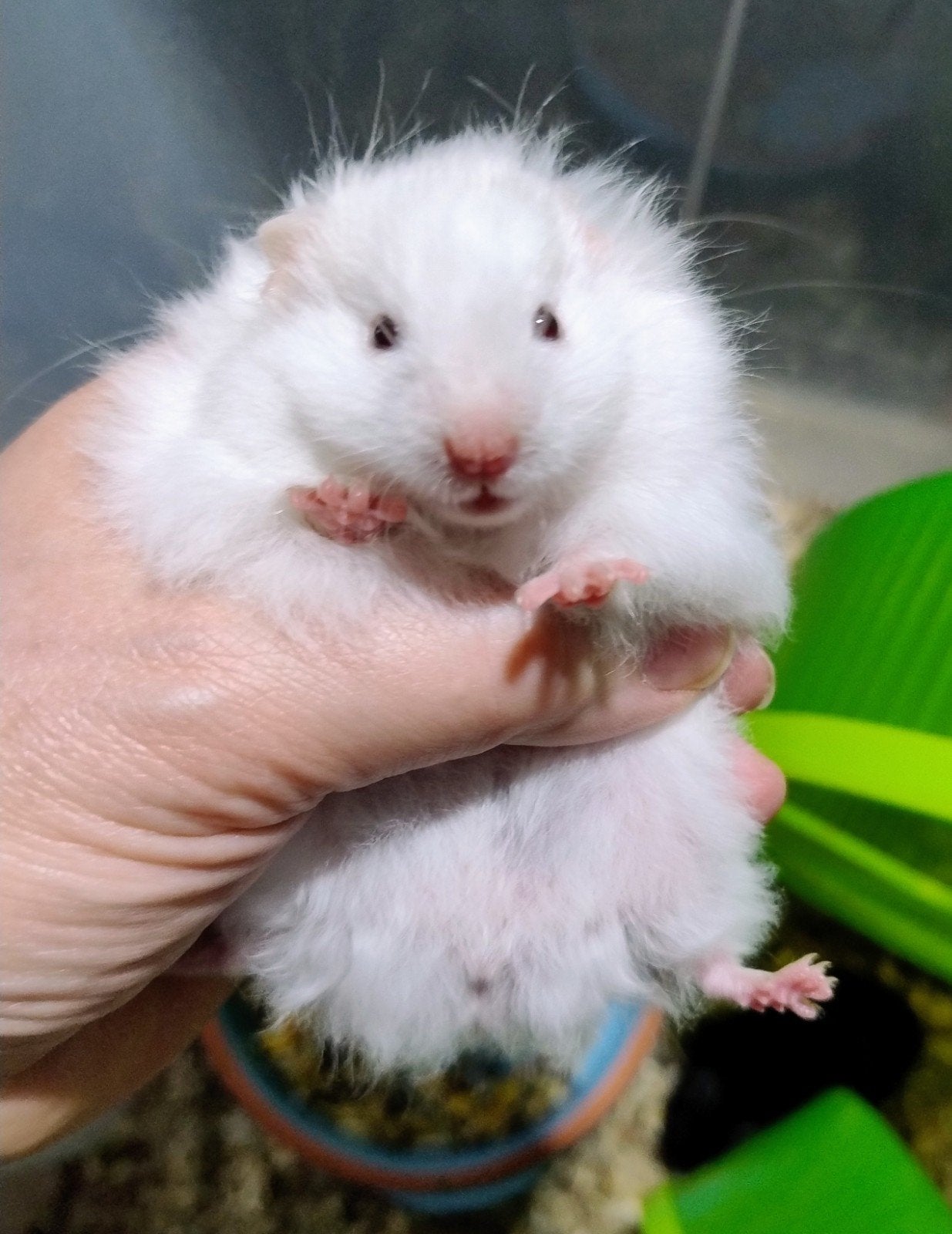 Syrische (goud)hamster- mannetje, Dieren en Toebehoren, Hamster, Augustus, Mannelijk, Tam