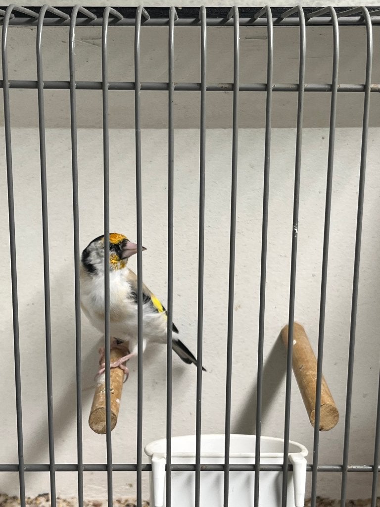 Major putters, Meerdere dieren, Wildzangvogel, Geringd