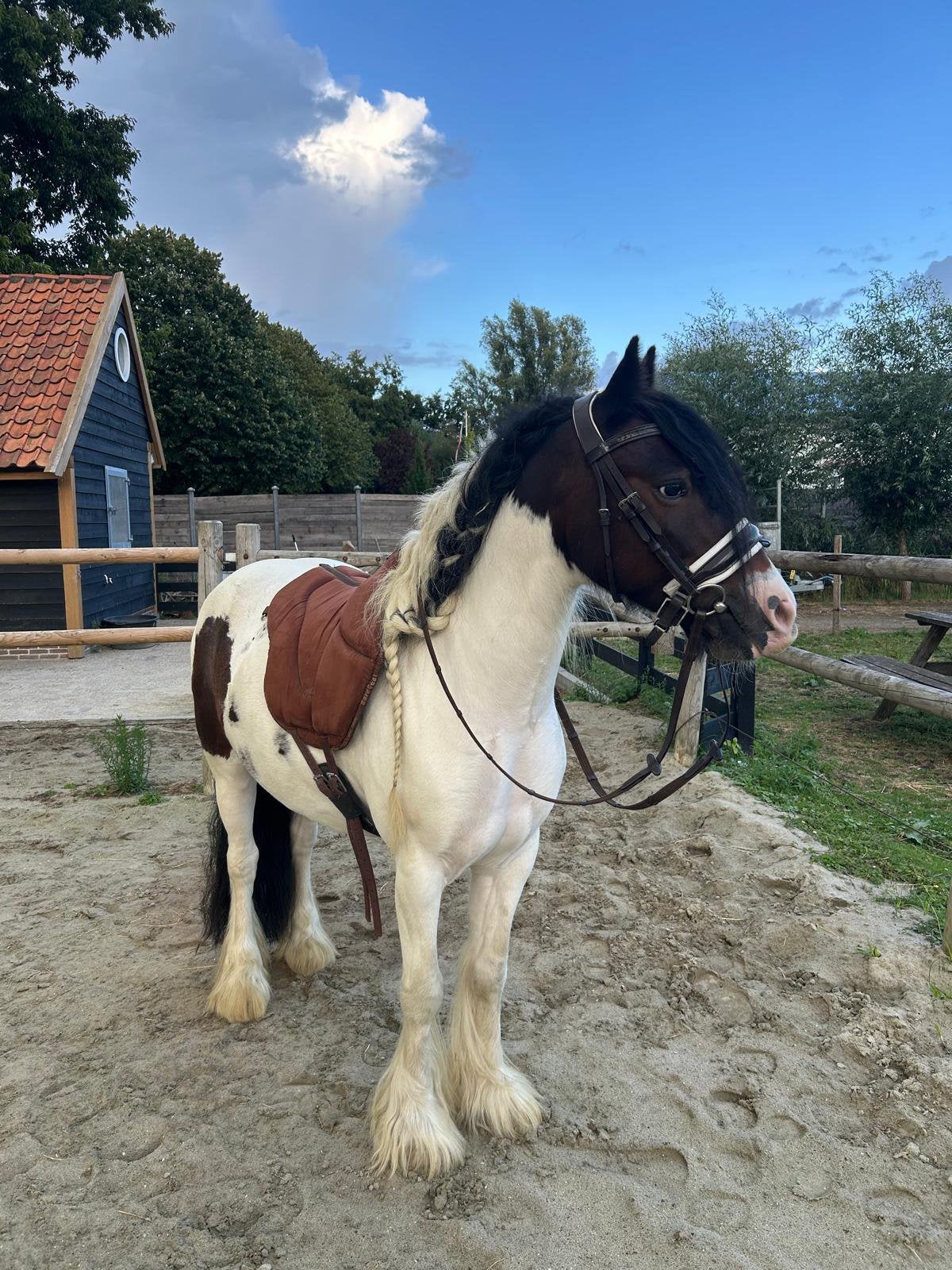 Tinker ruin / familiepony / lief en betrouwbaar / allrounder, Ruin